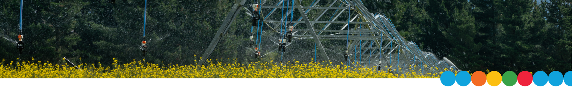 Irrigator in mustard field